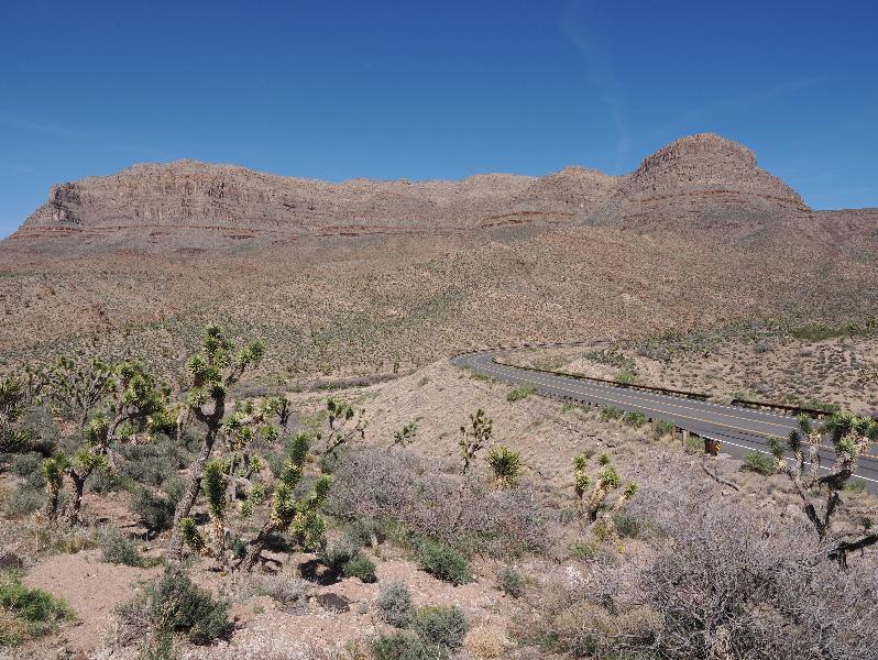 near Grand Canyon West, Arizona (AZ): Route 261, Diamond Bar Road: mountains (with some Joshua trees in foreground)