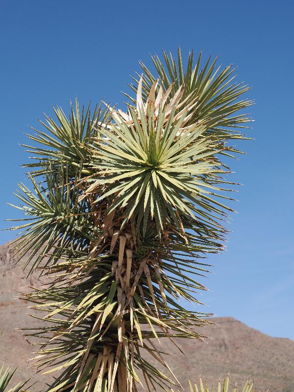 near Grand Canyon West, Arizona (AZ): Route 261, Diamond Bar Road: Joshua tree detail