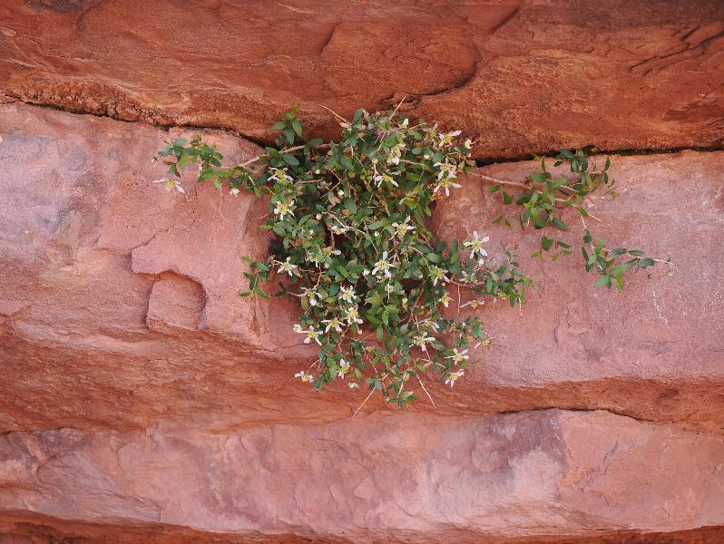 Grand Canyon West, Arizona (AZ): Guano Point: some plant with white flowers growing in rock