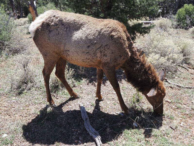 Grand Canyon Village, Arizona (AZ): Village Loop Drive: elk