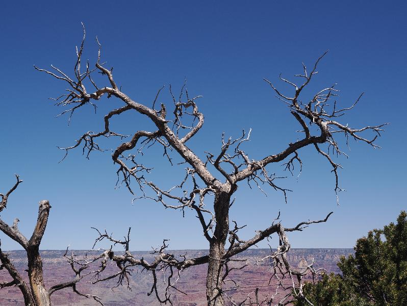 Grand Canyon Village, Arizona (AZ): Rim Trail: dead tree