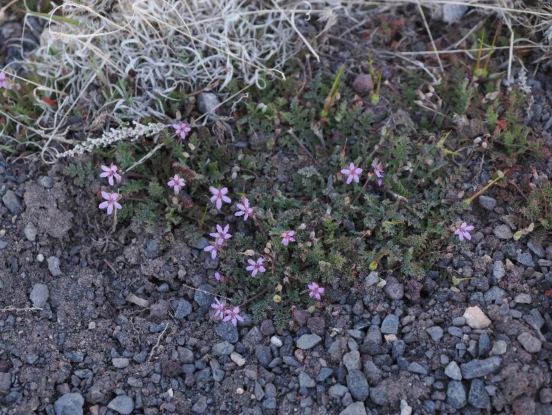 Grand Canyon Village, Arizona (AZ): Trailview Overlook: Filaree (Erodium cicutarium)