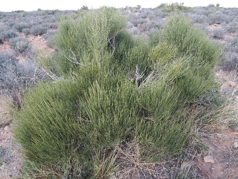 Little Colorado River Gorge, Arizona (AZ): Overlook: Mormon Tea (Ephedra viridis)