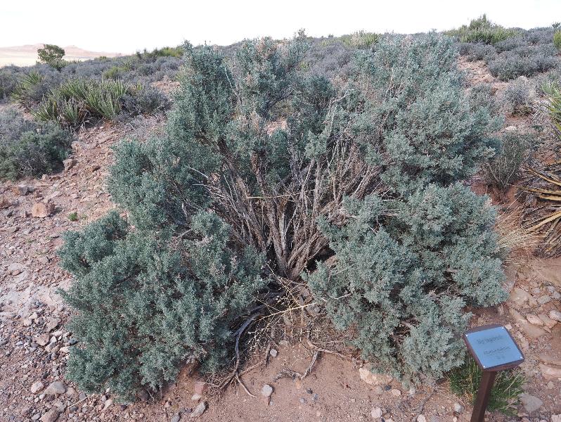 Little Colorado River Gorge, Arizona (AZ): Overlook: Big Sagebrush (Artemisia tridentata)