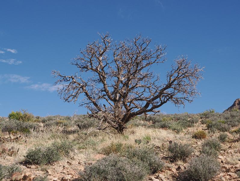 Little Colorado River Gorge, Arizona (AZ): Overlook: dead tree
