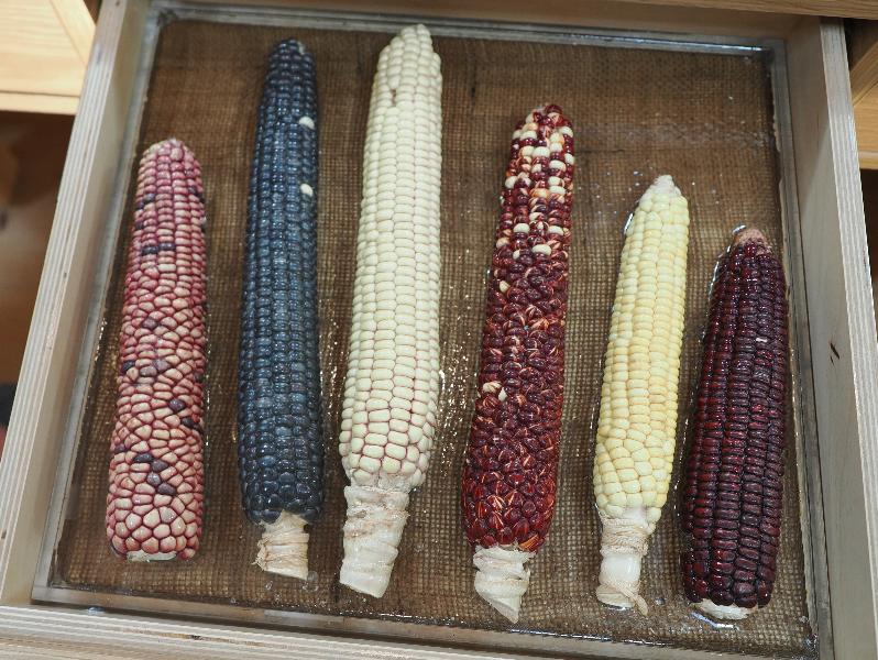 Flagstaff, Arizona (AZ): Museum of Northern Arizona: some varieties of corn
