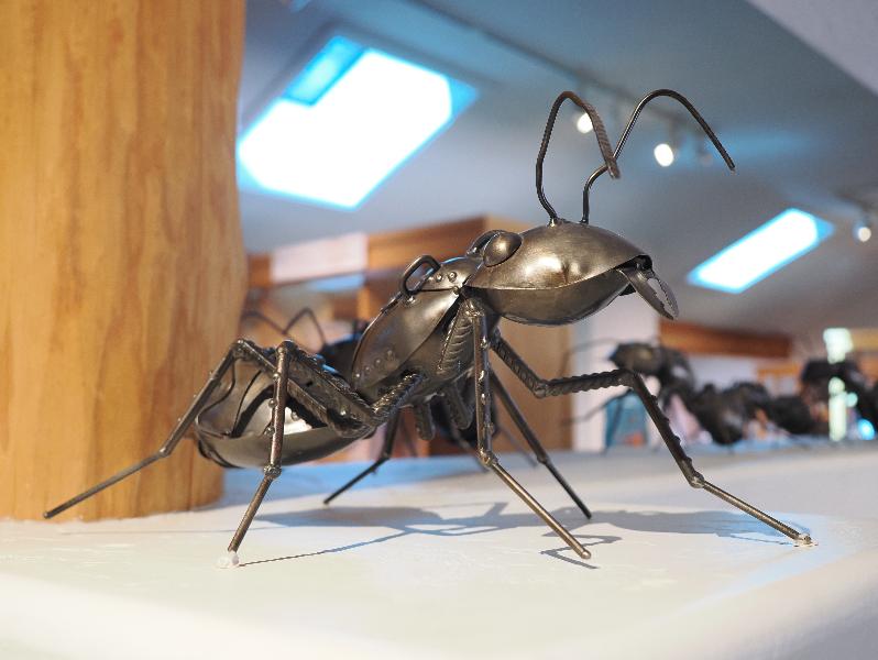 Flagstaff, Arizona (AZ): Museum of Northern Arizona: ant