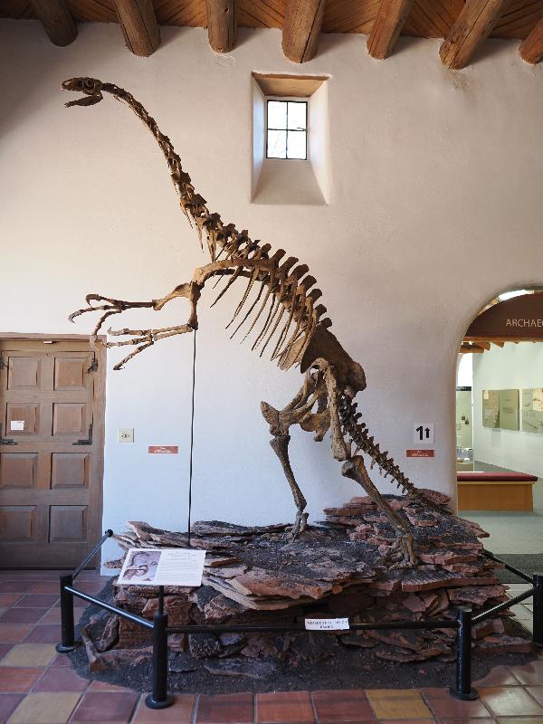 Flagstaff, Arizona (AZ): Museum of Northern Arizona: Therizinosaur, Graffam's Sloth-Claw Dinosaur (Nothronychus graffami)