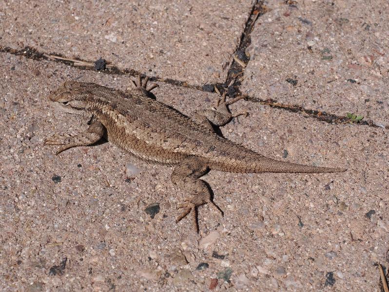 Flagstaff, Arizona (AZ): Rt 180: Plateau Fence lizard