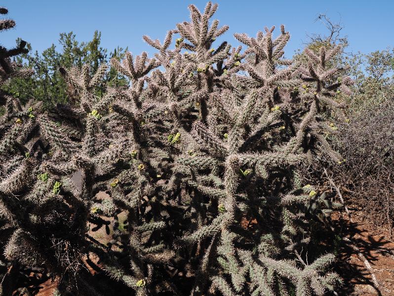 Sedona, Arizona (AZ): Chapel of the Holy Cross: Cholla Cactus