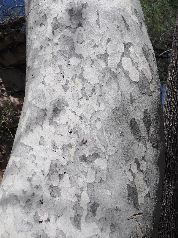 Rimrock, Arizona (AZ): Montezuma Well: Arizona Sycamore (Platanus wrightii)