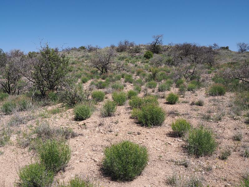 Rimrock, Arizona (AZ): Montezuma Well: dry landscape