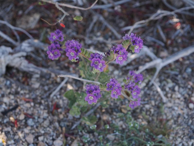 Joshua Tree National Park, California (CA): Bajada Nature Trailhead: Phacelia crenulata (?)