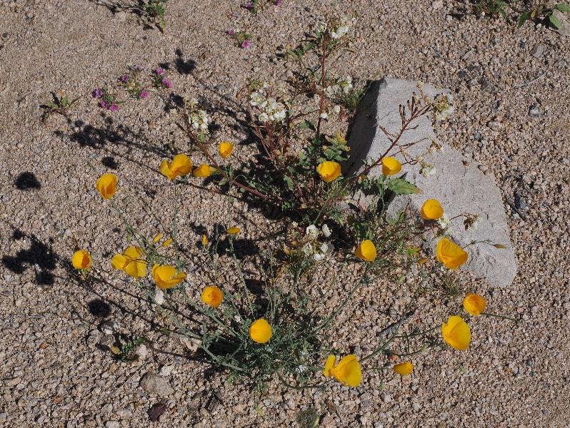 Joshua Tree National Park, California (CA): Bajada Nature Trailhead: California poppy (Eschscholzia californica)
