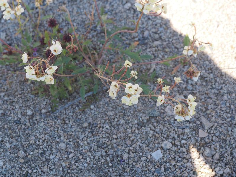 Joshua Tree National Park, California (CA): Bajada Nature Trailhead: Evening primrose (Chylismia claviformis) (?)