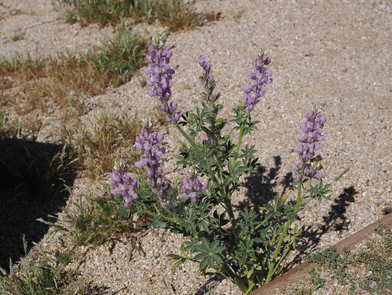 Joshua Tree National Park, California (CA): Bajada Nature Trailhead: Lupin