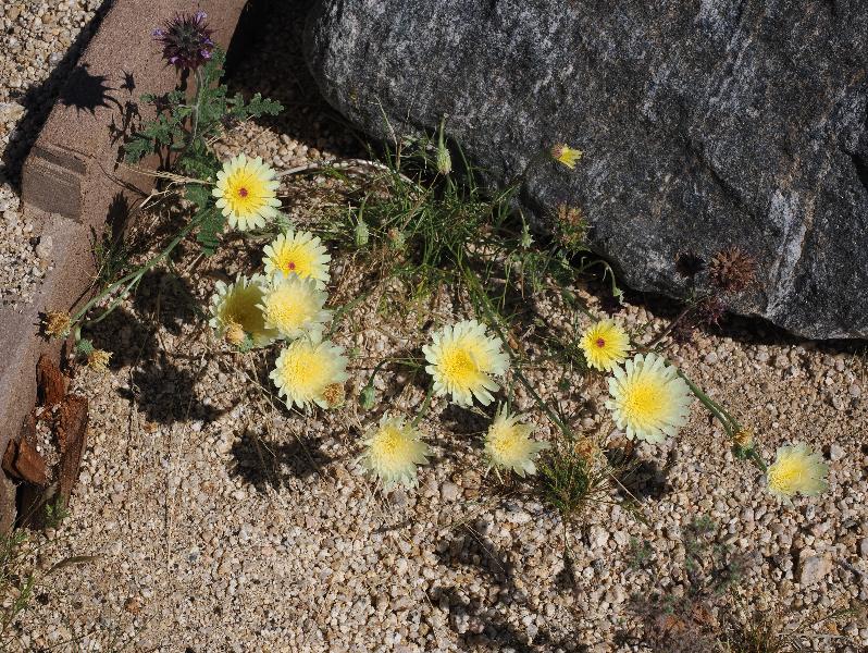 Joshua Tree National Park, California (CA): Bajada Nature Trailhead: Desert dandelion (Malacothrix glabrata)