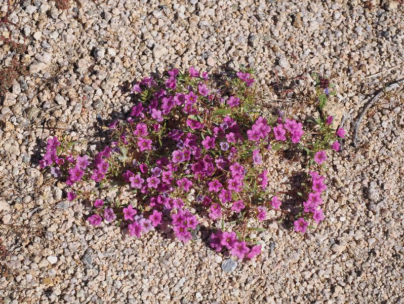 Joshua Tree National Park, California (CA): Bajada Nature Trailhead: Purple mat (Nama demissum) (?)