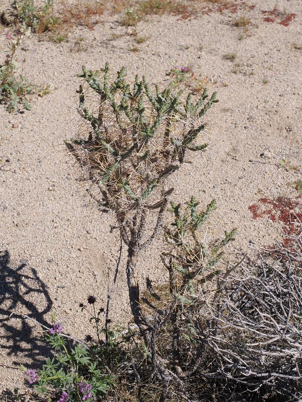 Joshua Tree National Park, California (CA): Bajada Nature Trailhead: Diamond cholla, Pencil cholla (Cylindropuntia ramosissima) (?)