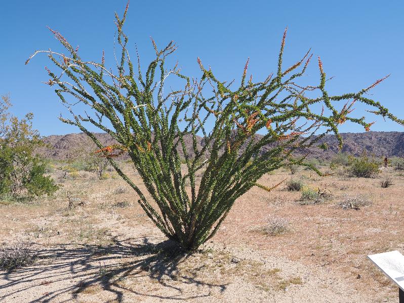 Joshua Tree National Park, California (CA): Bajada Nature Trailhead: Ocotillo (Fouquieria splendens)