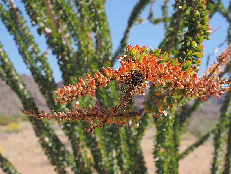 Joshua Tree National Park, California (CA): Bajada Nature Trailhead: Ocotillo (Fouquieria splendens) flower