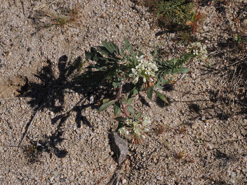 Joshua Tree National Park, California (CA): Bajada Nature Trailhead: Booth's Evening Primrose (Camissonia Boothii) (?)