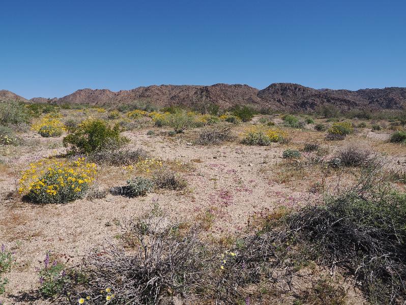 Joshua Tree National Park, California (CA): Bajada Nature Trailhead: desert flowers