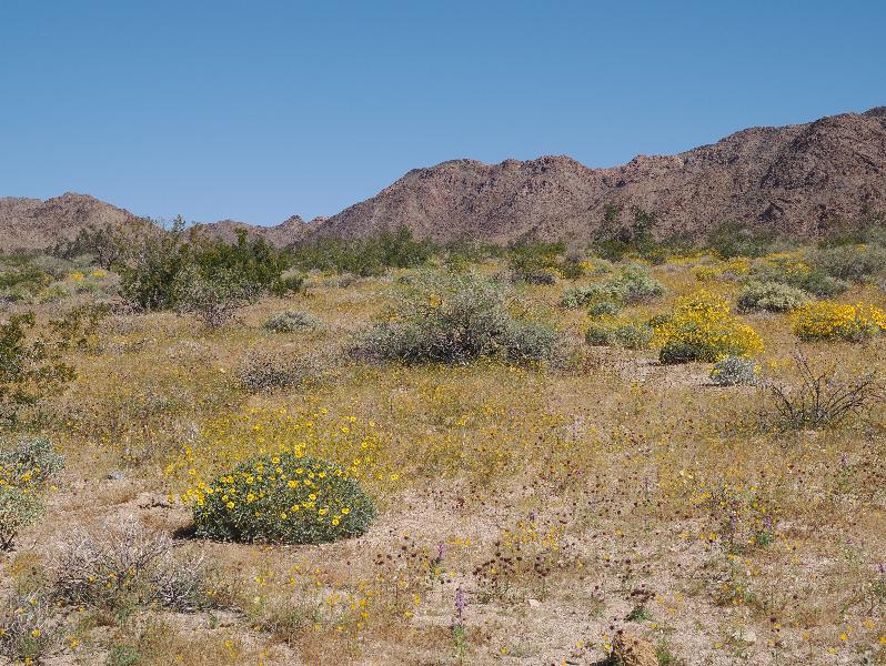 Joshua Tree National Park, California (CA): Bajada Nature Trailhead: desert flowers