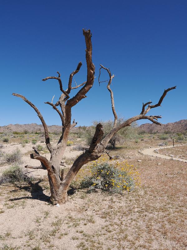 Joshua Tree National Park, California (CA): Bajada Nature Trailhead: dead tree