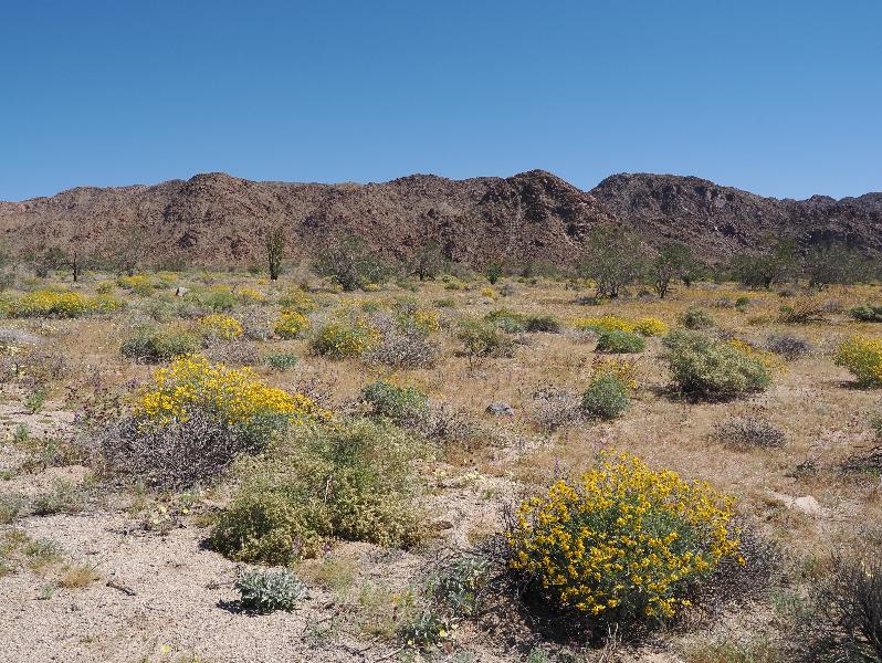 Joshua Tree National Park, California (CA): Bajada Nature Trailhead: desert flowers