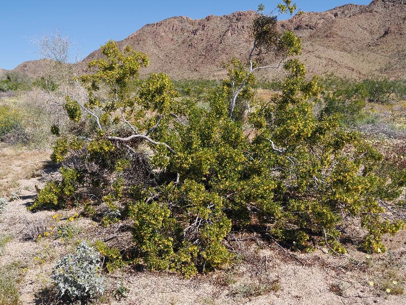 Joshua Tree National Park, California (CA): Bajada Nature Trailhead: Creosote Bush (Larrea tridentata)