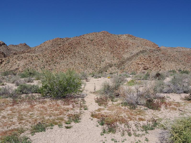 Joshua Tree National Park, California (CA): Cottonwood Springs Road: view with some Desert Chia