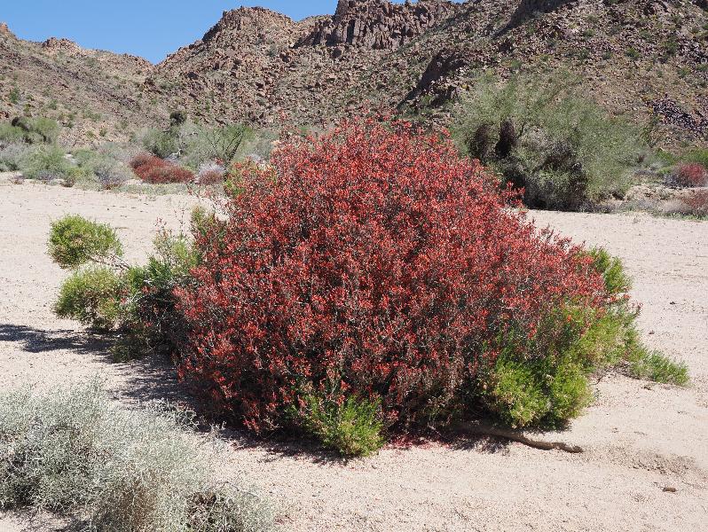 Joshua Tree National Park, California (CA): Cottonwood Springs Road: Beloperone, Chuparosa, Hummingbird bush (Justicia californica)