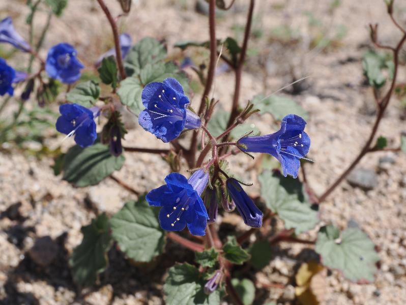 Joshua Tree National Park, California (CA): Cottonwood Springs Road: California bluebell, Desert bluebell (Phacelia campanularia)