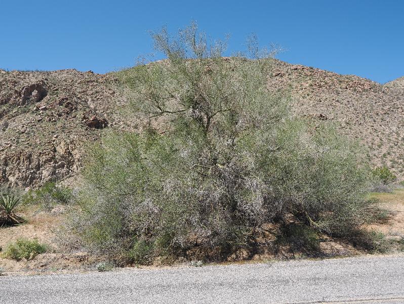 Joshua Tree National Park, California (CA): Cottonwood Springs Road: Palo Verde (?)