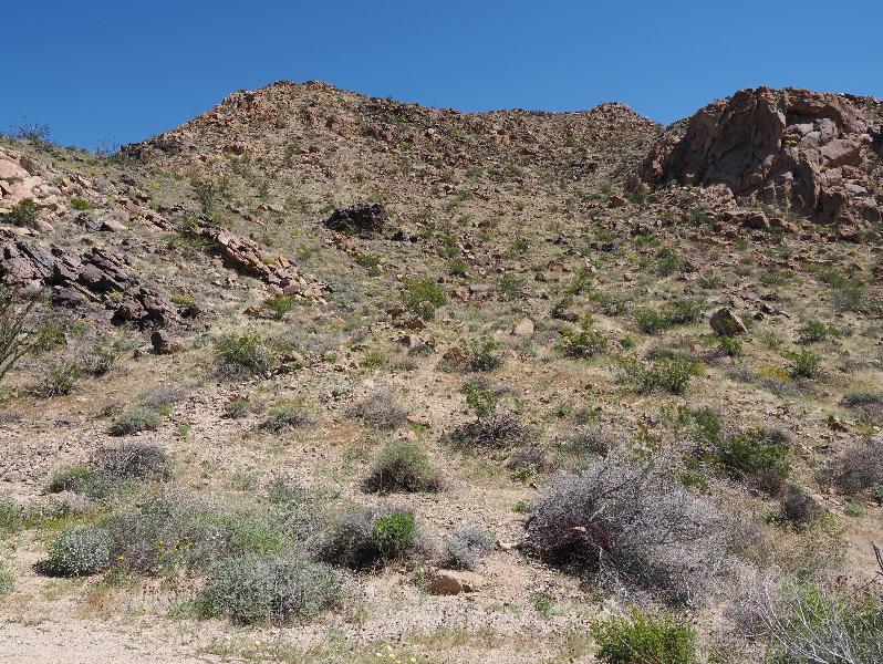 Joshua Tree National Park, California (CA): Cottonwood Springs Road: desert scrub