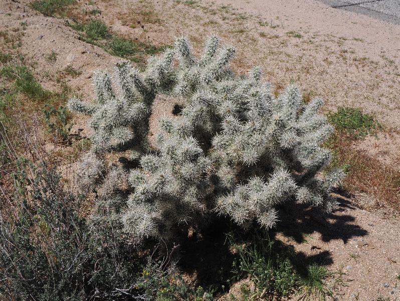 Joshua Tree National Park, California (CA): Pinto Basin Road: Cholla Cactus