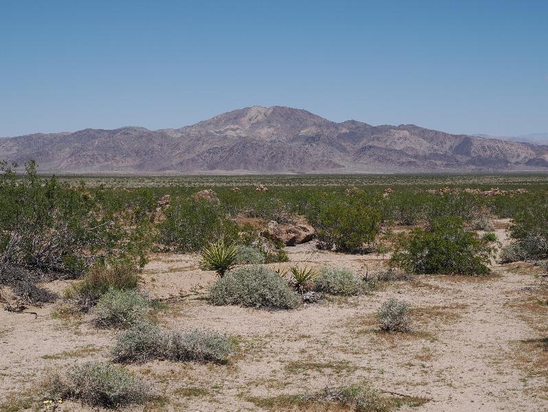 Joshua Tree National Park, California (CA): Pinto Basin Road: view towards Porcupine Wash
