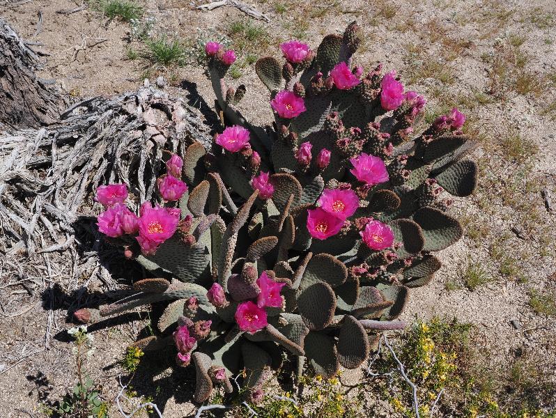 Joshua Tree National Park, California (CA): Porcupine Wash: Beavertail prickly pear cactus (Opuntia basilaris)
