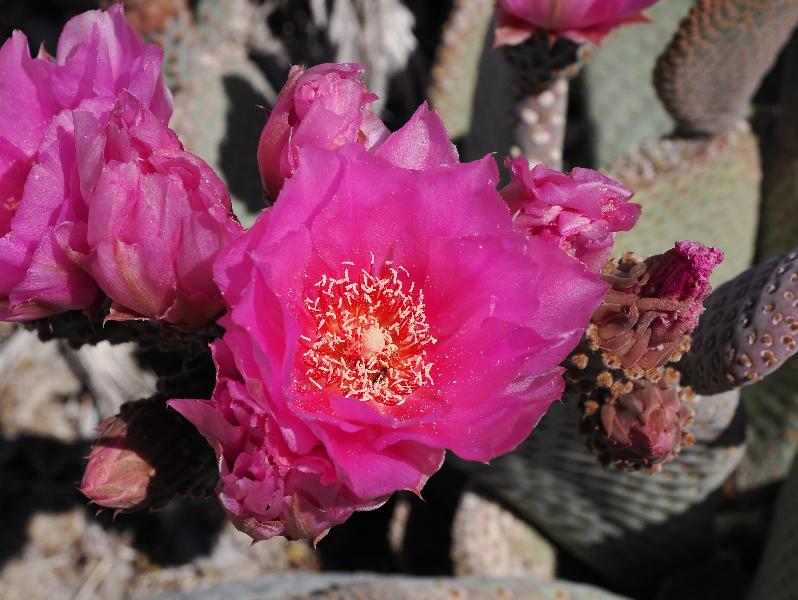 Joshua Tree National Park, California (CA): Porcupine Wash: Beavertail prickly pear cactus (Opuntia basilaris) flower