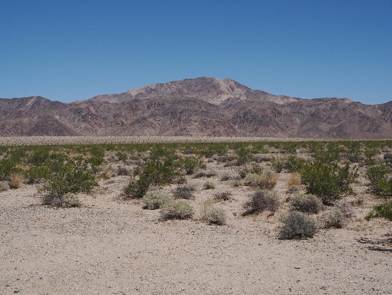 Joshua Tree National Park, California (CA): Turkey Flats: view northeast