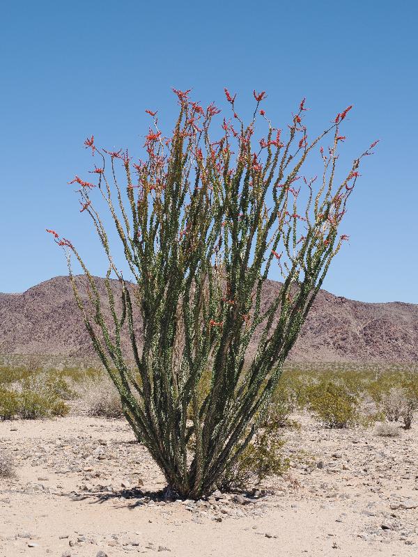 Joshua Tree National Park, California (CA): Ocotillo Patch: Ocotillo (Fouquieria splendens)