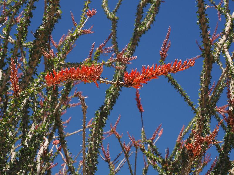 Joshua Tree National Park, California (CA): Ocotillo Patch: Ocotillo (Fouquieria splendens) flowers