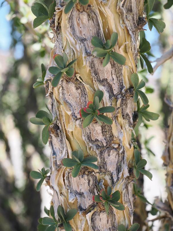 Joshua Tree National Park, California (CA): Ocotillo Patch: Ocotillo (Fouquieria splendens) stem
