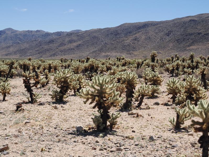 Joshua Tree National Park, California (CA): Cholla Cactus Garden: view over Cholla field