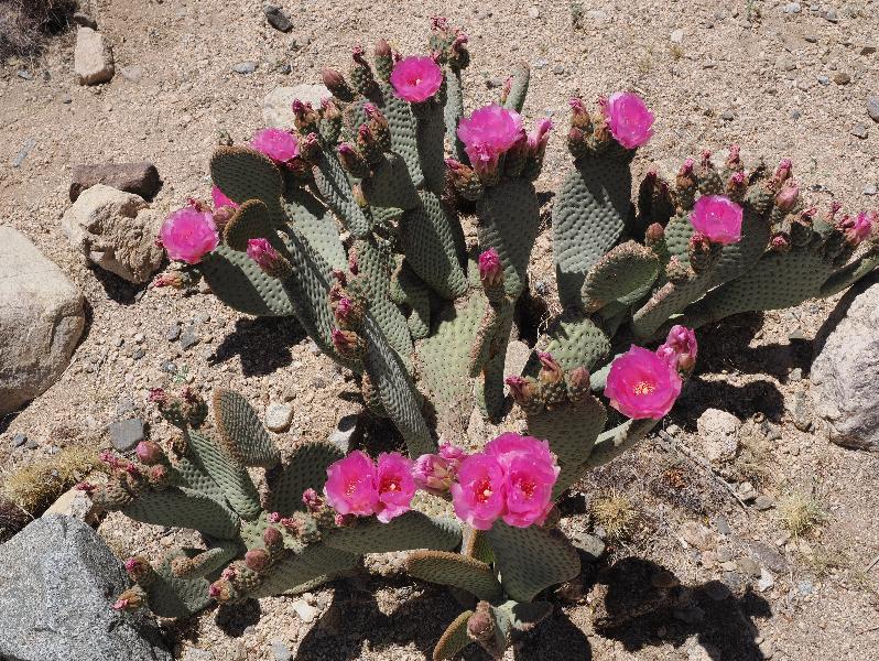 Joshua Tree National Park, California (CA): Cholla Cactus Garden: Beavertail prickly pear cactus (Opuntia basilaris)