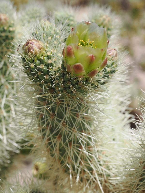 Joshua Tree National Park, California (CA): Cholla Cactus Garden: (Teddy Bear?) Cholla Cactus flower