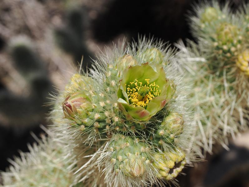 Joshua Tree National Park, California (CA): Cholla Cactus Garden: (Teddy Bear?) Cholla Cactus flower