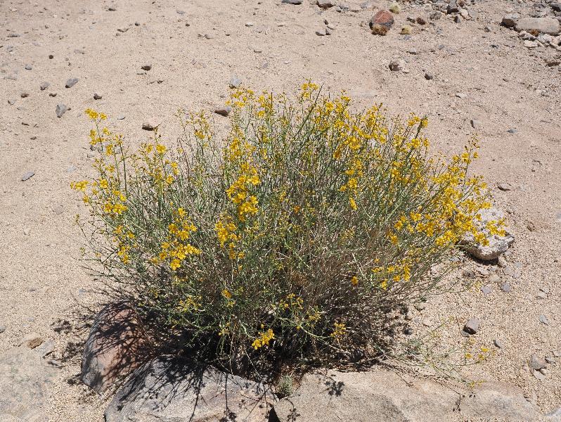 Joshua Tree National Park, California (CA): Cholla Cactus Garden: Desert Senna (Senna armata) (?)