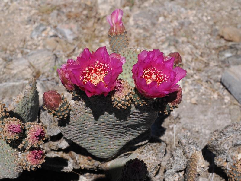 Joshua Tree National Park, California (CA): Pinto Basin Road: Beavertail prickly pear cactus (Opuntia basilaris) flowers